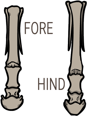 Equus Feet - Equus Feet (400x400)