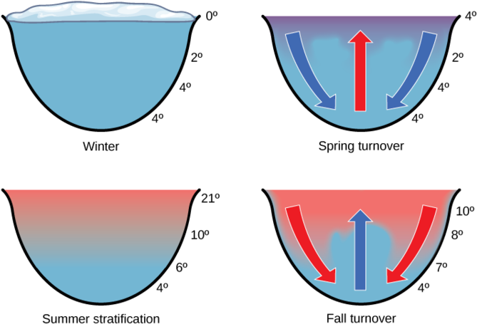 The Spring And Fall Turnovers Are Important Processes - The Spring And Fall Turnovers Are Important Processes (680x470)