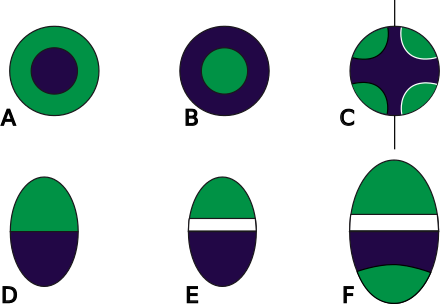 Bundle Sheath Chloroplasts - Bundle Sheath Chloroplasts (440x308)