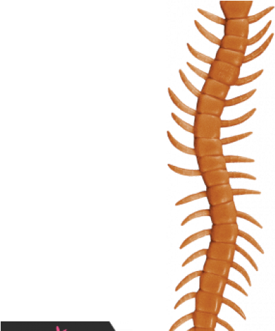 Centipede Clipart Spring - Centipede Clipart Spring (640x480)