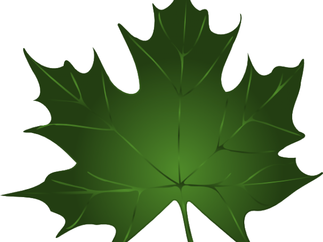 Maple Leaf Clipart Summer - Maple Leaf Clipart Summer (640x480)