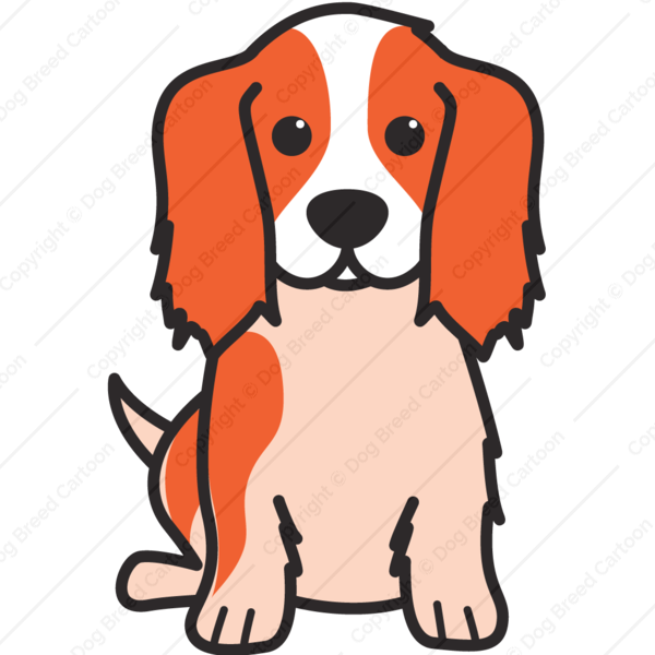 Cavalier King Charles Spaniel - Cavalier King Charles Spaniel (600x600)