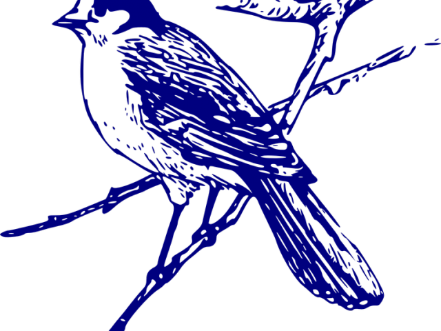 Blue Jay Clipart Vector - Blue Jay Clipart Vector (640x480)