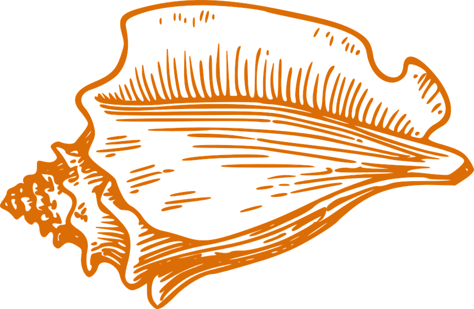 Shell Conch Orange - Shell Conch Orange (960x626)