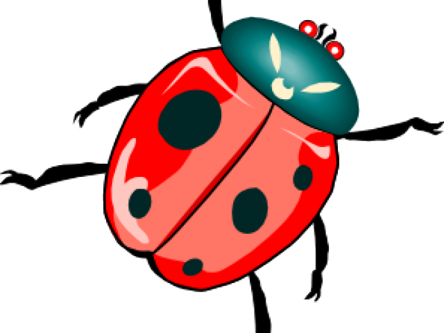 Insect Clipart - Insect Clipart (640x480)