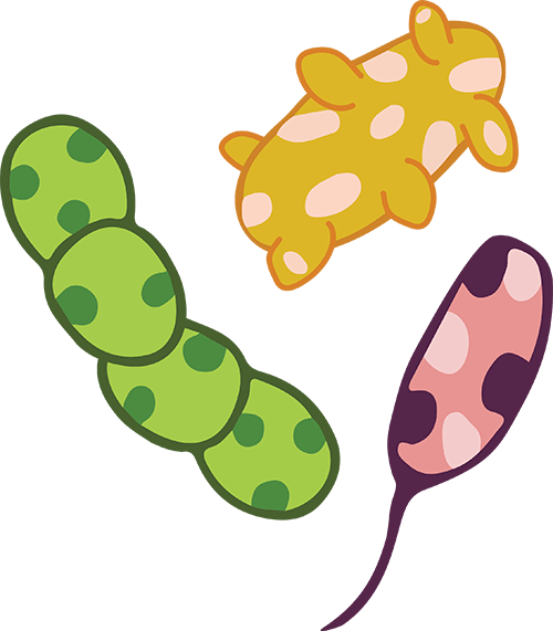 Bacteria - Bacteria (500x571)
