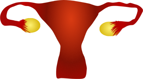 Uterus - Uterus (500x275)