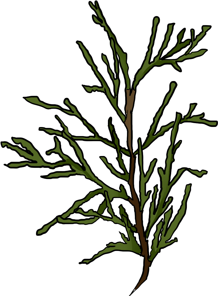 Juniper At Getdrawings Com - Juniper At Getdrawings Com (802x1009)