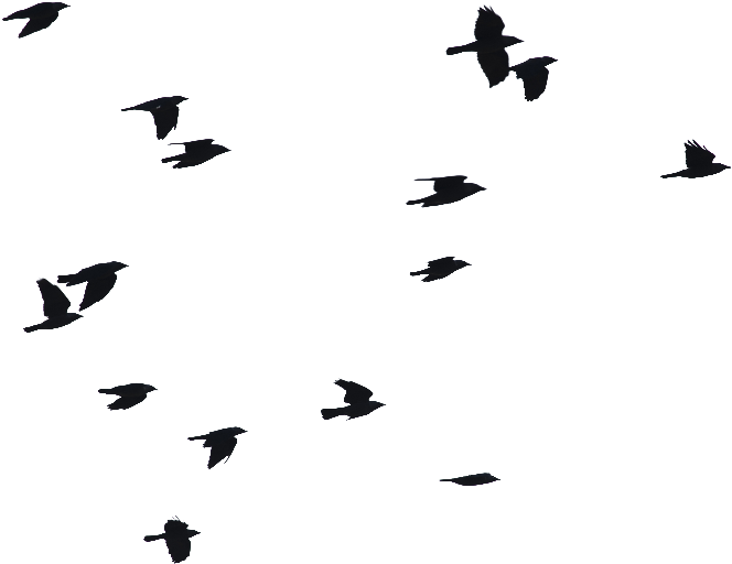 Birds Flying - Birds Flying (800x600)