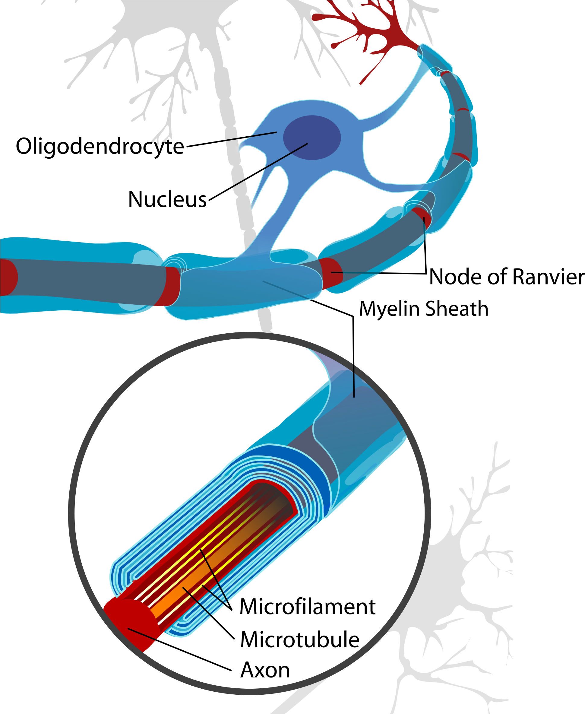 Wikimedia Foundation - Wikimedia Foundation (2000x2366)