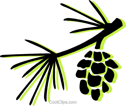 Pine Leaves And Pinecone - Pine Leaves And Pinecone (480x403)