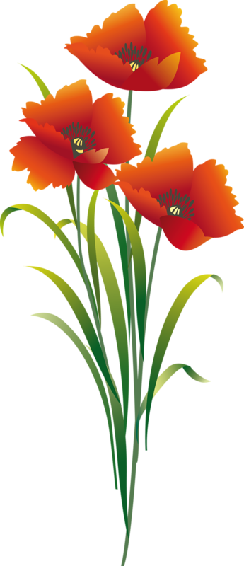 Tubes Fleurs - Hippeastrum (345x800)