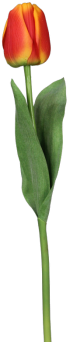 Orange Tulpe (350x350)