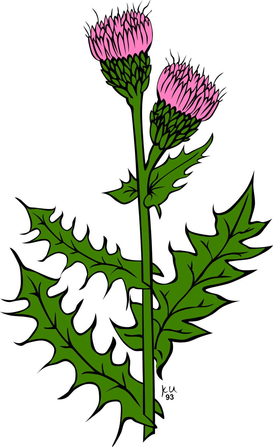 Plants - Thistle Clipart (958x1566)