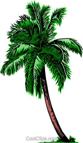 Palm Tree - Palm Tree (279x480)