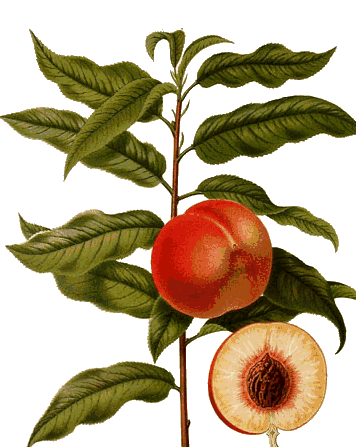 Peaches - Peaches (356x419)