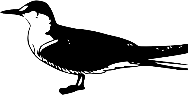 Tern Clipart Reference Guide - Tern Clipart Reference Guide (640x480)