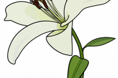 Drawing Lilies Simple - Drawing Lilies Simple (450x300)