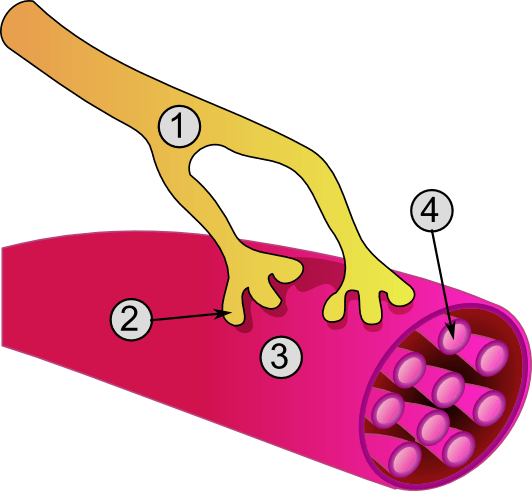 Muscle Development - Muscle Development (532x491)