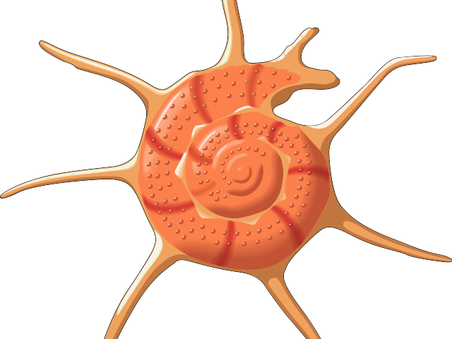 Shell Clipart Seashell - Shell Clipart Seashell (640x480)