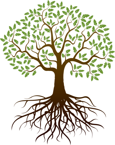 Tree Root Png - Tree Root Png (400x504)