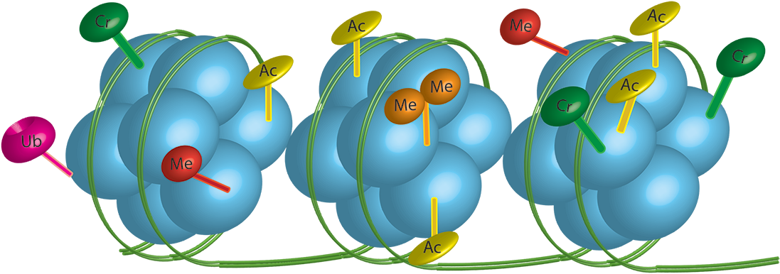 Michael Goldstein Lab - Michael Goldstein Lab (1123x468)