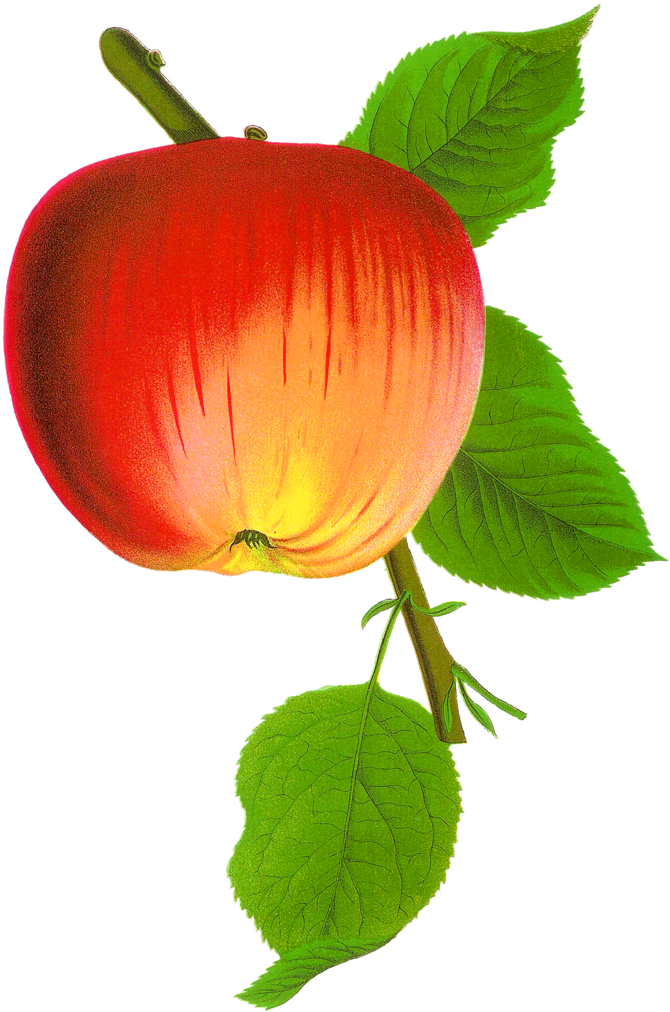 Apple Fruit Digital Png (1109x1600)