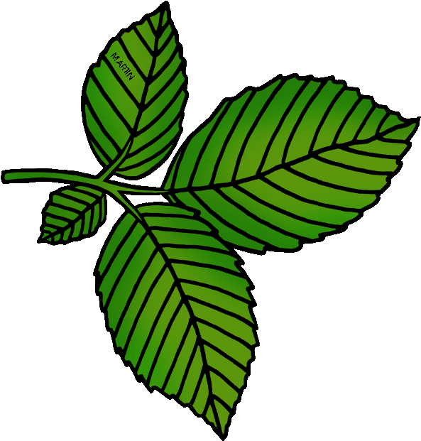 Massachusetts State Tree - Massachusetts State Tree (635x648)