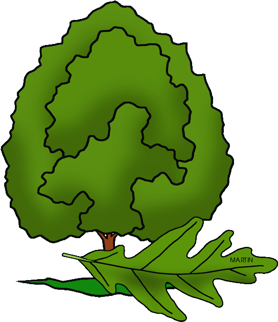 Illinois State Tree - Illinois State Tree Drawing (569x648)