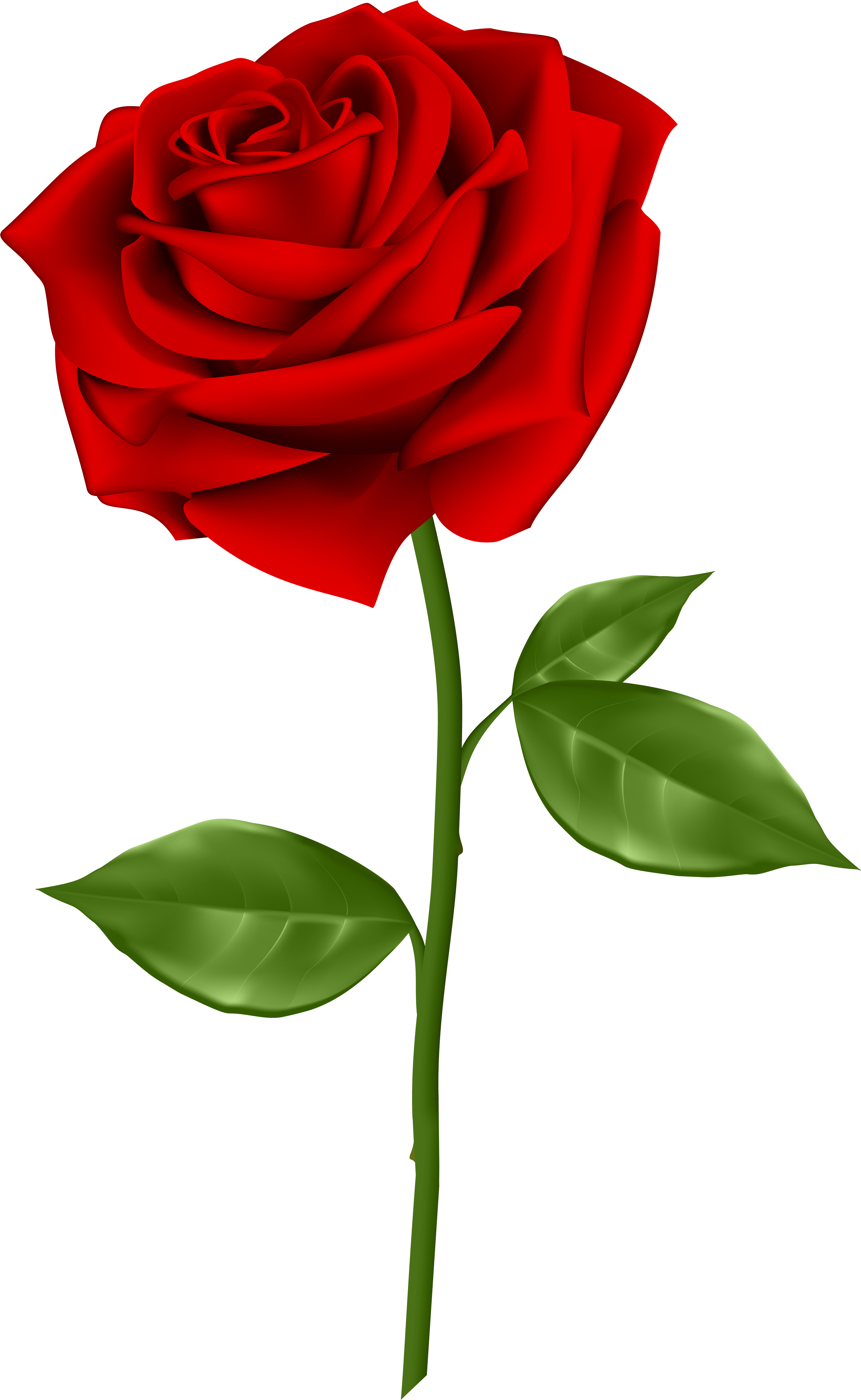 Red Rose Transparent Png Clip Art - Rose Png (3729x6000)