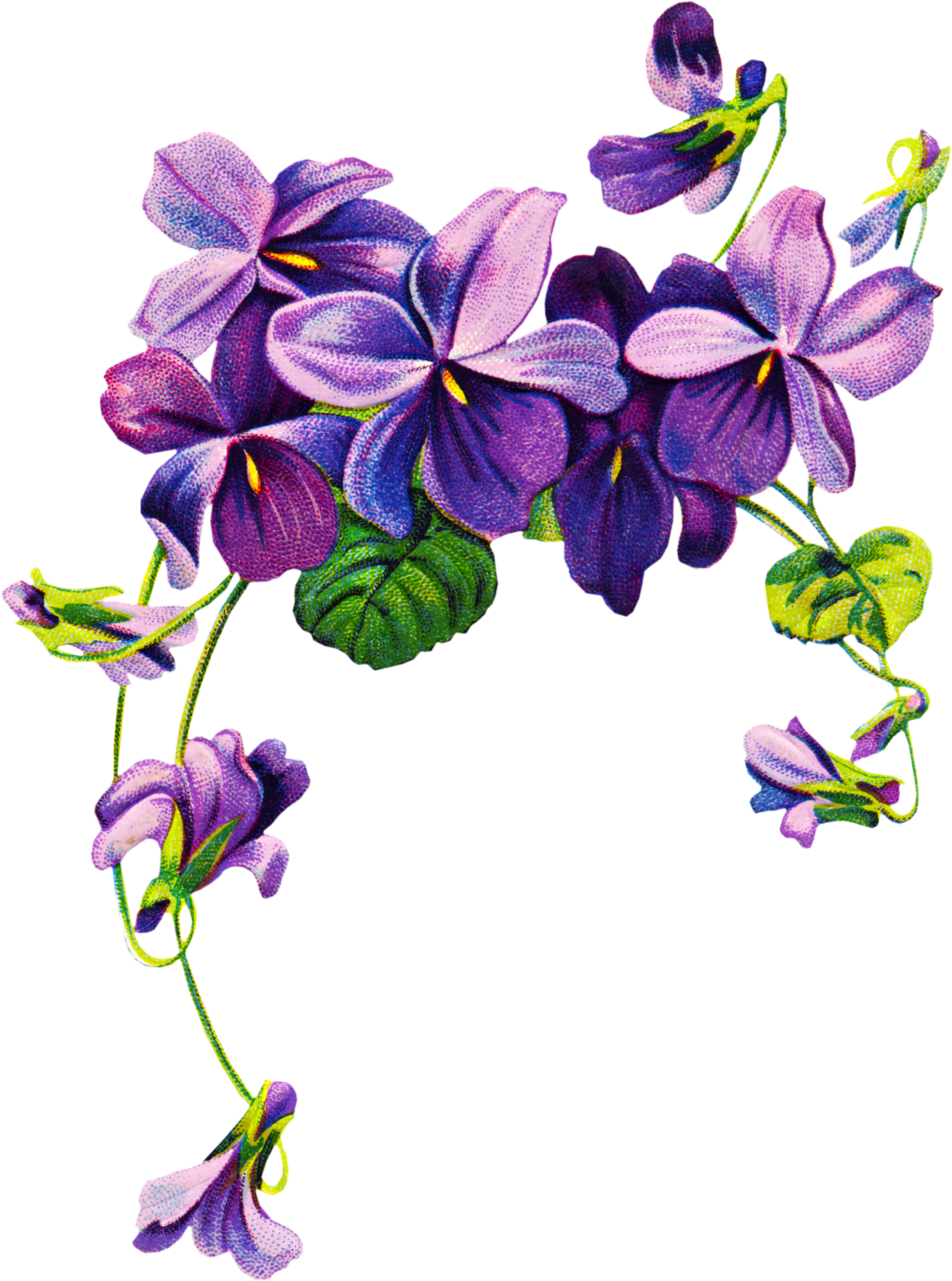 Free Vintage Violet Graphics - Violets Drawing (1487x2000)