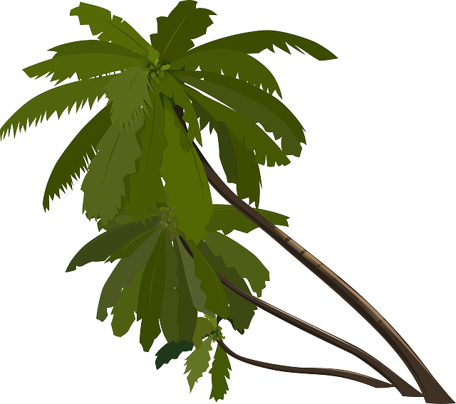 Palma Clipart (640x568)