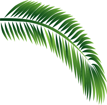 Decorative Leaf - Attalea Speciosa (364x357)