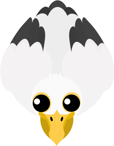 Pelican - - Pelican - (500x500)