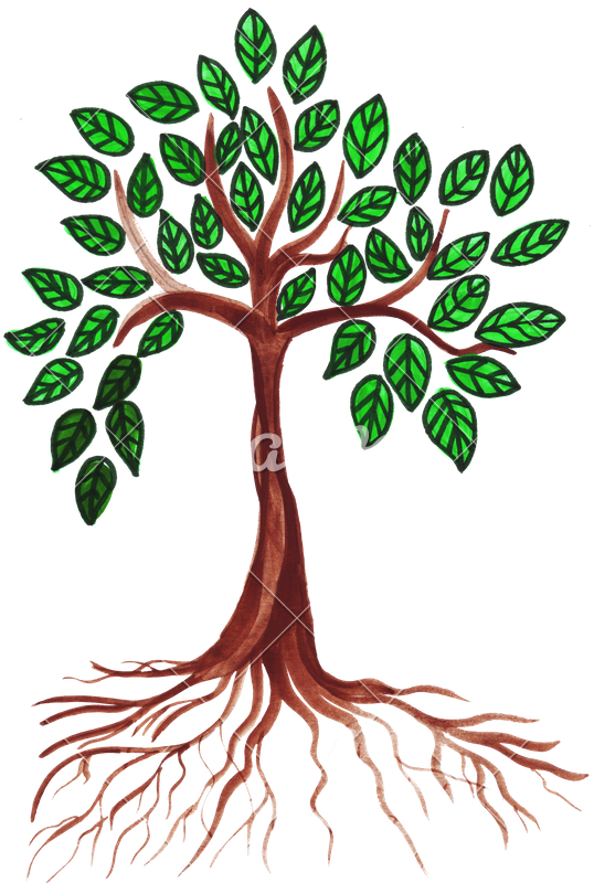Green Drawing Tree - Green Drawing Tree (538x800)