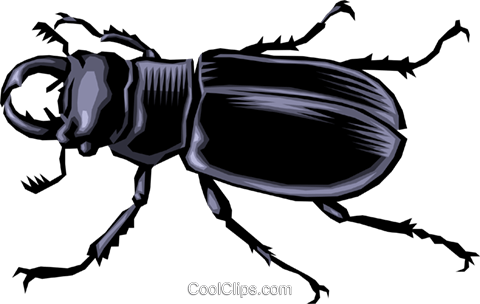 Beetle - Beetle (480x304)