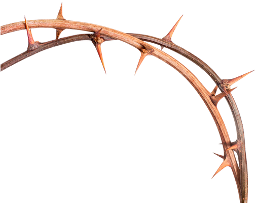 Thorn Transparent Background - Thorn Transparent Background (550x412)