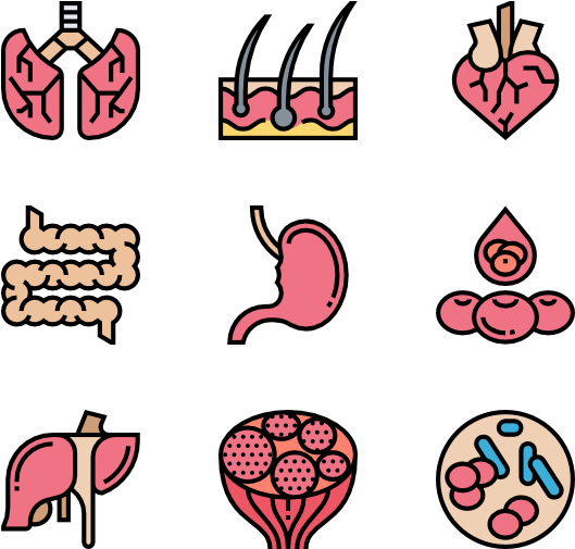 Human Organs - Human Organs (600x564)