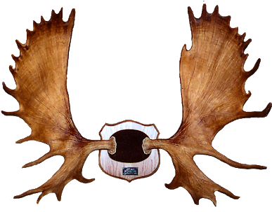 Moose Rack - Exhibit B - Moose Rack - Exhibit B (400x303)