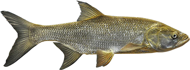 Igfa Species Database Asp - Igfa Species Database Asp (720x306)