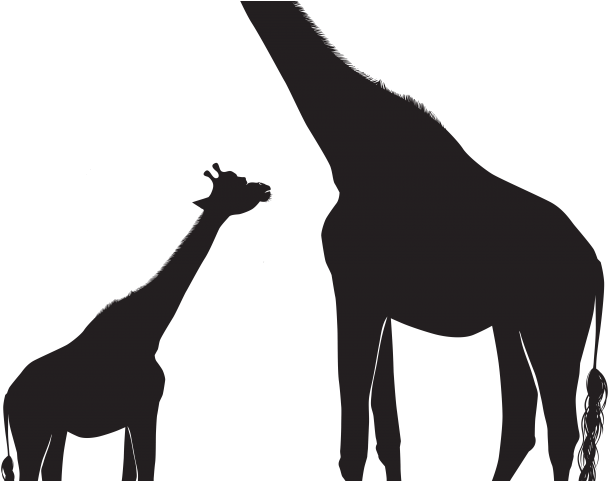 Giraffe Clipart Shadow - Giraffe Clipart Shadow (640x480)