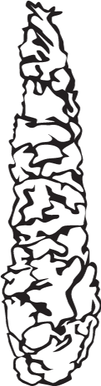 Plant Form - Plant Form (591x591)