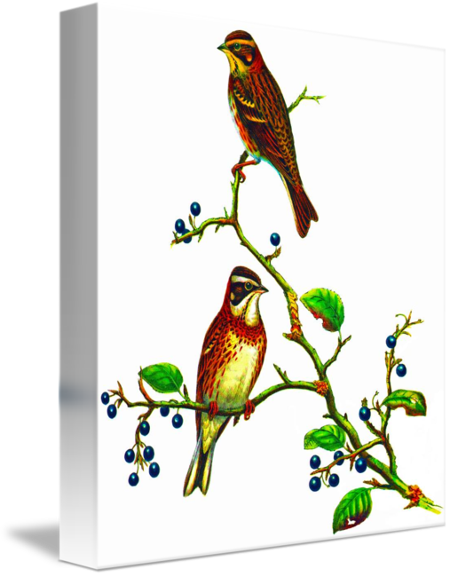 Rustic Bunting (507x650)