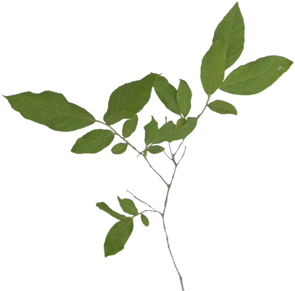 Twig (600x592)