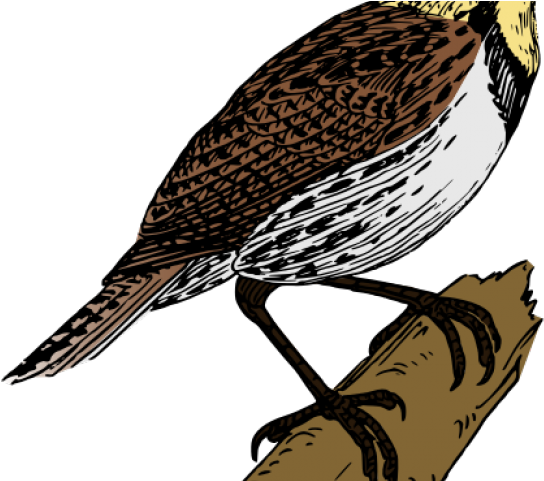 Lark Clip Art (640x480)