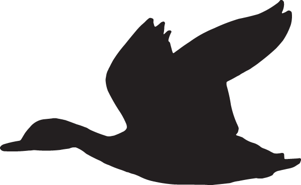 Dc16336 - Duck Decal (600x369)