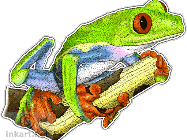 Frog (640x480)