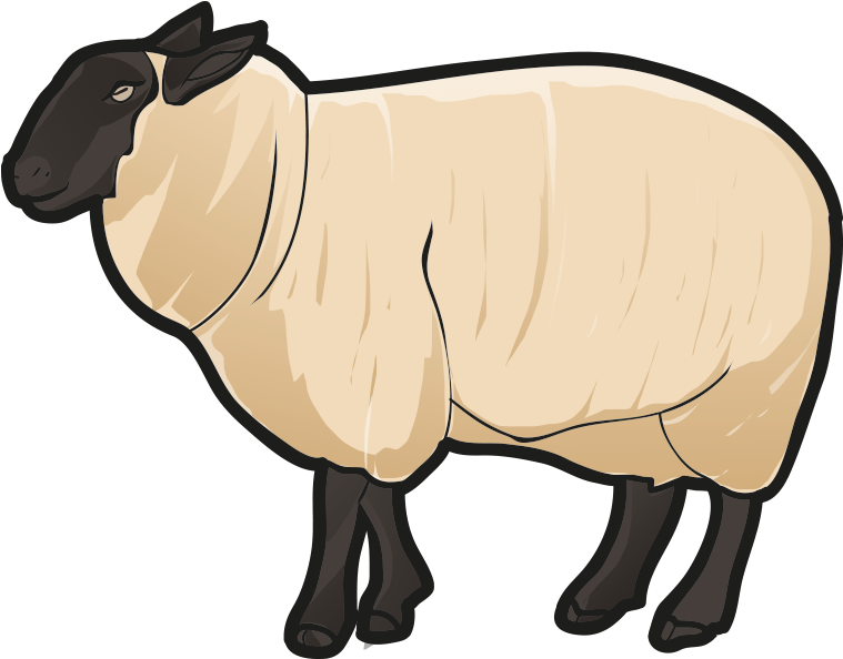 Sheep - Sheep (1085x651)