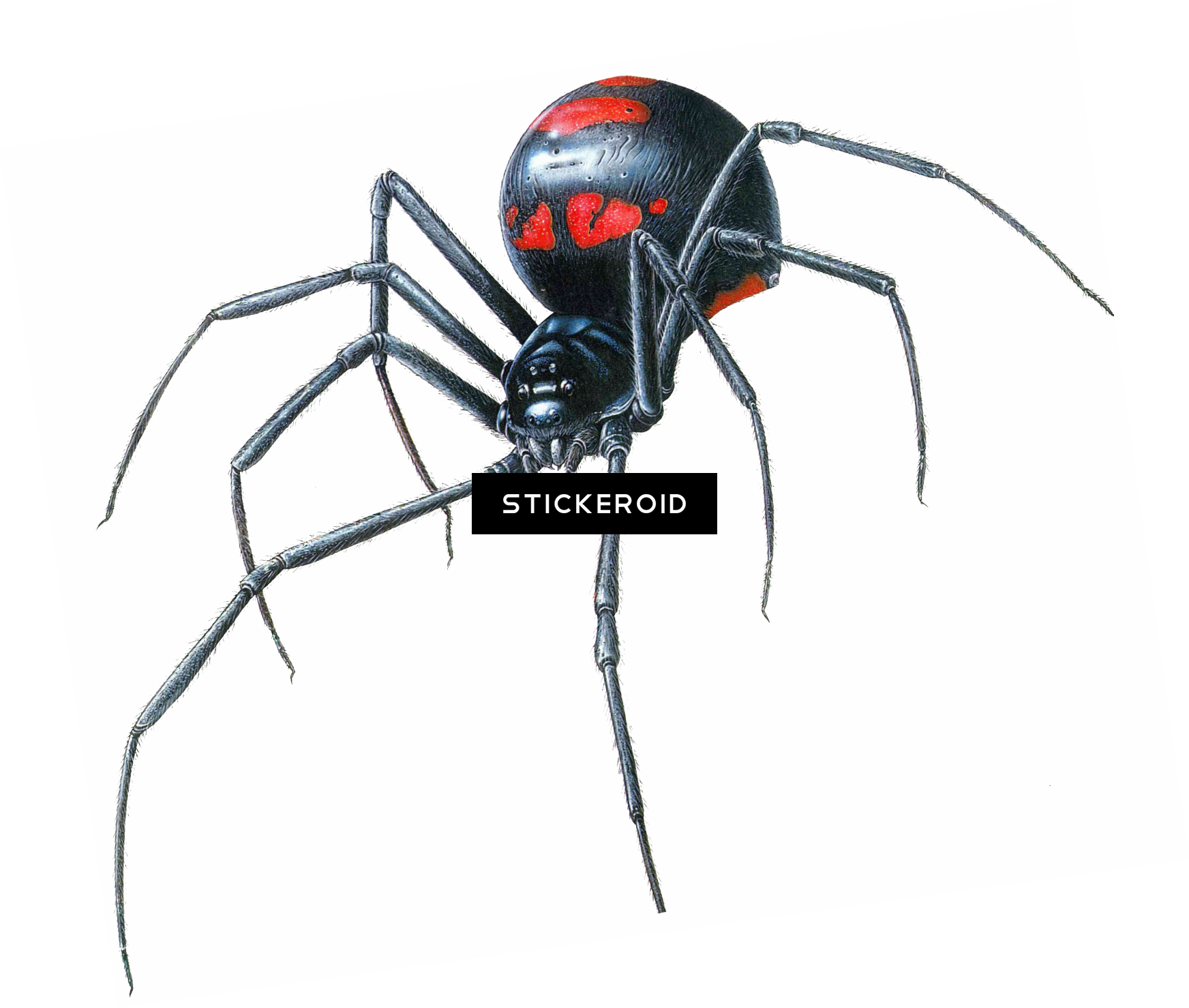 Black Widow Spider - Black Widow Spider Close Up (1744x1479)