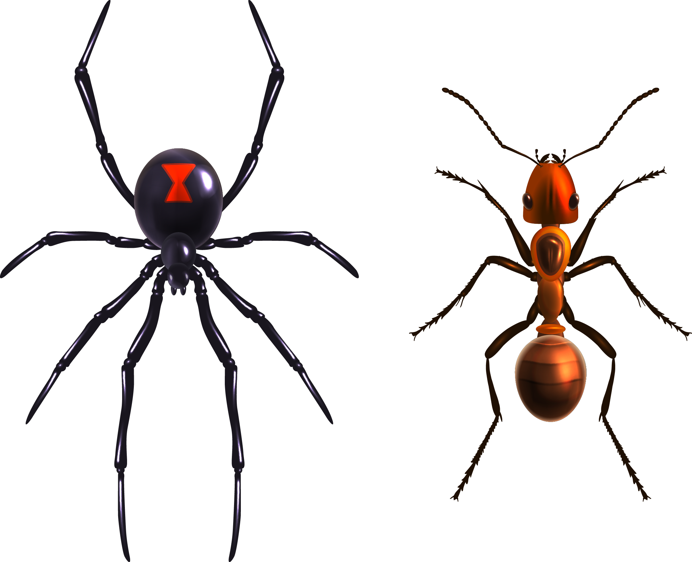 Black Widow Spider Png (2244x1823)